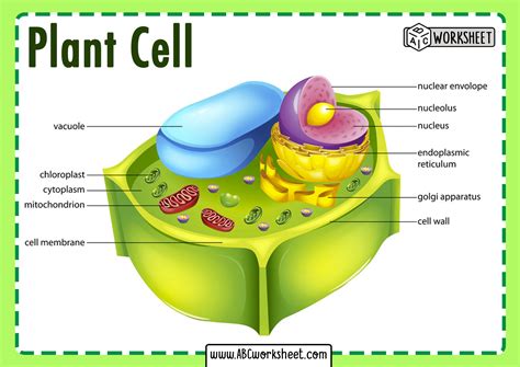 The converts food into energy it is found in both plant cells and animal cells. . Which 3 organelles support the plant cell and help it to maintain its shape